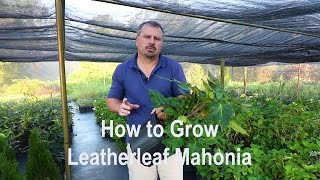 How to grow Leatherleaf Mahonia Mahonia Bealei with detailed description [upl. by Meean143]