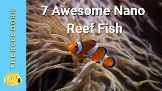 Top 7 Nano Reef Fish [upl. by Pernas]