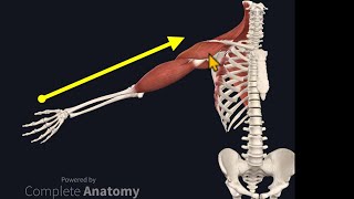 Osteopathy Treatment Techniques Treating the Shoulder [upl. by Harwill]