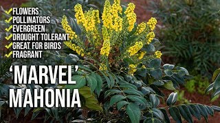 ‘Marvel’ Mahonia Update  Fragrant Flowers  Shade Loving [upl. by Hyland]