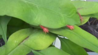 Night Blooming Cereus Gone Wild [upl. by Lynette]