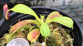 Nepenthes lowii Trus Madi BE3100 [upl. by Mariska]