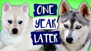 Alaskan Klee Kai Growing Up  Day 1 to 1 Year  Puppy Transformation  Mini Husky Grows Up [upl. by Nahamas]