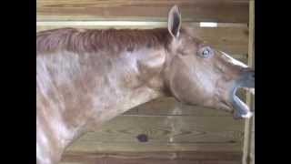 Horse Massage Withers Release Technique using the Masterson Method® [upl. by Kelsey]