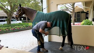 Farrier Tales How to remove a horseshoe [upl. by Juanne]