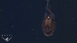 The anglerfish The original approach to deepsea fishing [upl. by Sirrap]