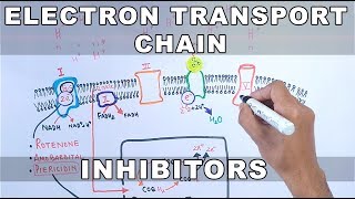 Inhibitors of Electron Transport Chain [upl. by Alpert]