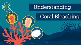 Research in 60 Seconds  Understanding Factors in Coral Bleaching [upl. by Adnat]