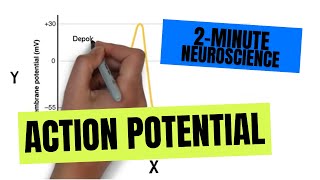 2Minute Neuroscience Action Potential [upl. by Ameehs855]