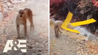 Man Encounters Cougar on Jog  Nature Gone Wild  AampE Shorts [upl. by Eidnas351]