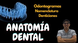 Anatomía dental Conceptos básicos [upl. by Cleopatre210]