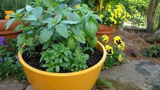 How to Grow Basil [upl. by Oicangi]