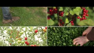 Daylesford Market Garden [upl. by Iron803]