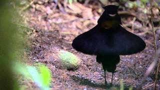 BBC Planet Earth  Birds of Paradise mating dance [upl. by Tara]