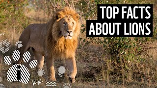 Top 10 Facts About Lions  Animal Fun Facts  WWF [upl. by Eikceb]