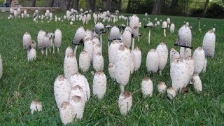 40 Most Common Fall Edible Mushrooms including a few Poisonous ones at the end [upl. by Terrel]