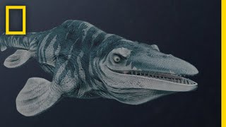 Mosasaurs 101  National Geographic [upl. by Desai]