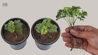 How to propagate Aralia plant from cutting with update [upl. by Guillemette536]