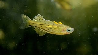 Spotted Blue Eye rainbow Pseudomugil gertruaeSpecies Spotlight [upl. by Antonina]