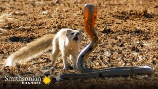 10 Craziest Animal Fights in the Animal Kingdom 🐍 Lions Hippos Cobras  Smithsonian Channel [upl. by Annazor]