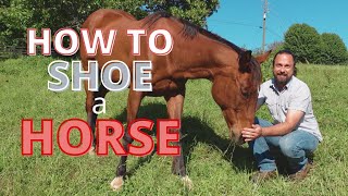 How to Shoe a Horse  Important Tips and Tricks for Horse Shoeing [upl. by Anitniuq783]