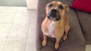 Cute staffy making funny noises [upl. by Iahc]