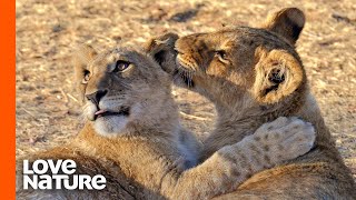 Adorable Lion Cubs Greet Newborn Cousins [upl. by Wolf849]