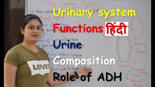 Urinary system in Hindi  urine composition  functions  organs  Rajneet medical education [upl. by Aneev]