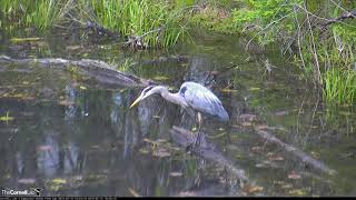 Great Blue Heron Takes Off Over Pond – May 15 2019 [upl. by Burn]