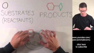 What Are Enzymes [upl. by Stacey]