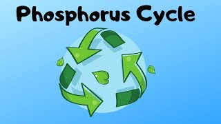 Phosphorus Cycle Steps [upl. by Enitsugua241]