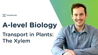 Transport in Plants The Xylem  Alevel Biology  OCR AQA Edexcel [upl. by Seroled]