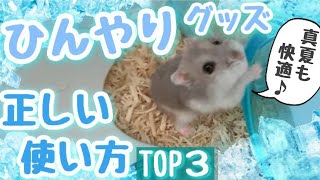 【必見！】ハムスターひんやりグッズ 真夏の正しい使い方 TOP3 [upl. by Seessel]