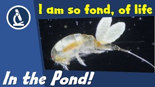 🔬 036  How to observe POND WATER LIFE under the microscope  Citizen Science [upl. by Estrellita]