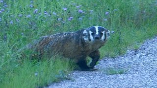 Wisconsin Badger Wild [upl. by Annaitsirk]