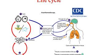 Pathogenic free living amoeba lecture [upl. by Ladnek]