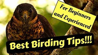 Bird Watching Tips Birding [upl. by Robison]