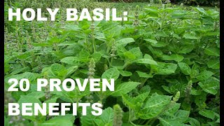 HOLY BASIL Tulsi  20 Proven Benefits [upl. by Uzzial]