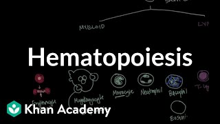 Hematopoiesis  Hematologic System Diseases  NCLEXRN  Khan Academy [upl. by Dougy]