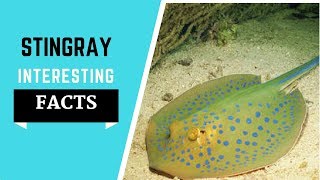 Stingray Facts For Kids  All The Information You Need To Know [upl. by Akcirred126]