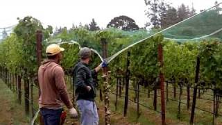 In the Vineyard  Installing Bird Netting [upl. by Pacien976]