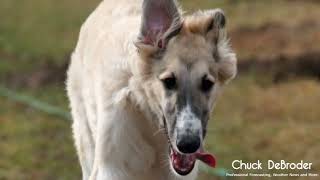 Azawakh Borzoi [upl. by Ithaman]