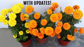 BEST Ways To Get MORE Flowers in Marigold Plant [upl. by Je785]