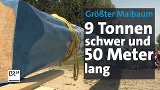 Größter Maibaum Deutschlands – 9 Tonnen schwer 50 Meter lang  BR24 [upl. by Raynata940]