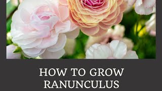 How to Grow Ranunculus Part 1 [upl. by Julianna]