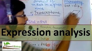 Gene expression analysis [upl. by Ydolem229]