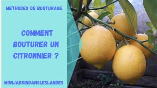 Comment bouturer un citronnier   Monjardindansleslandes [upl. by Ailefo]