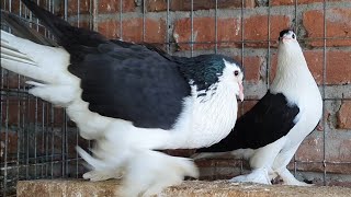 original black lahore siraji pigeon bangladeshi pigeon farm [upl. by Nehcterg443]