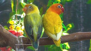 Lovely Lovebirds Sounds  The Yellow Spangle Fischers amp Parblue Euwing Green Turquoise Opaline [upl. by Abisha]