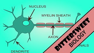 Action Potential Explained  The Neuron [upl. by Nnylatsyrc]